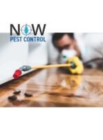 ant pest control