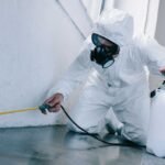 bugs pest control