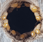 Bugs or Us Pest Control